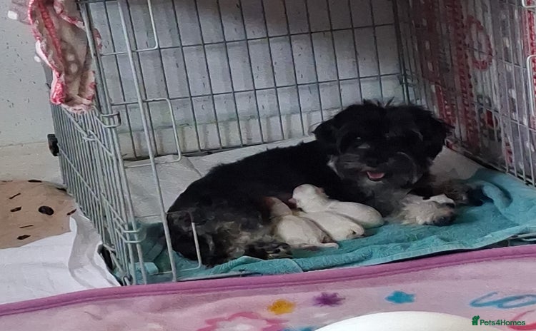 Mixed Breed dogs - Advert 2