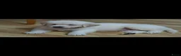 Golden Retriever dogs for sale: Golden Retriever pups looking for forever homes  - Advert 5