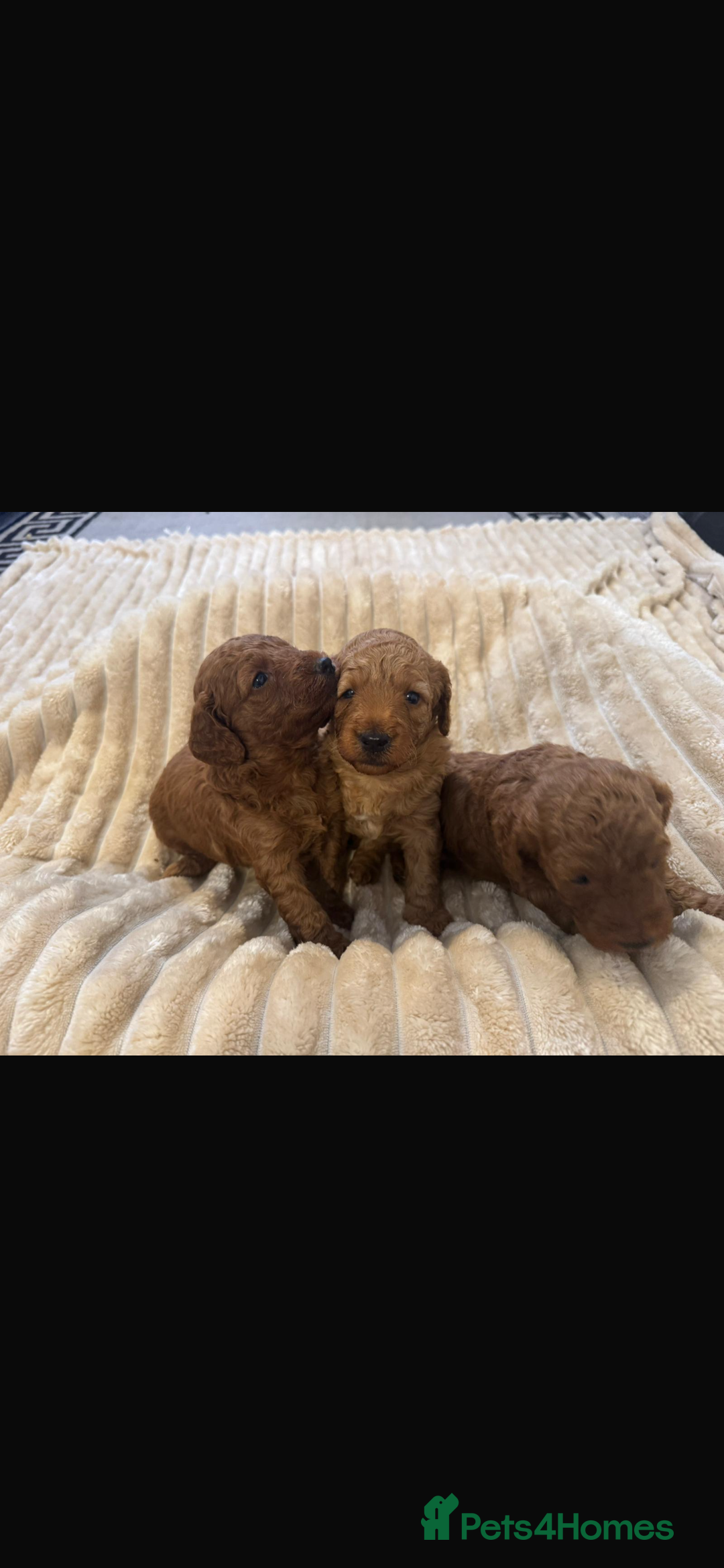 Cockapoo dogs for sale: Beautiful cockapoos  - Image 8