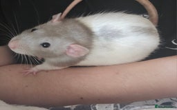 Rat rodents for sale: Rats  - Image 17