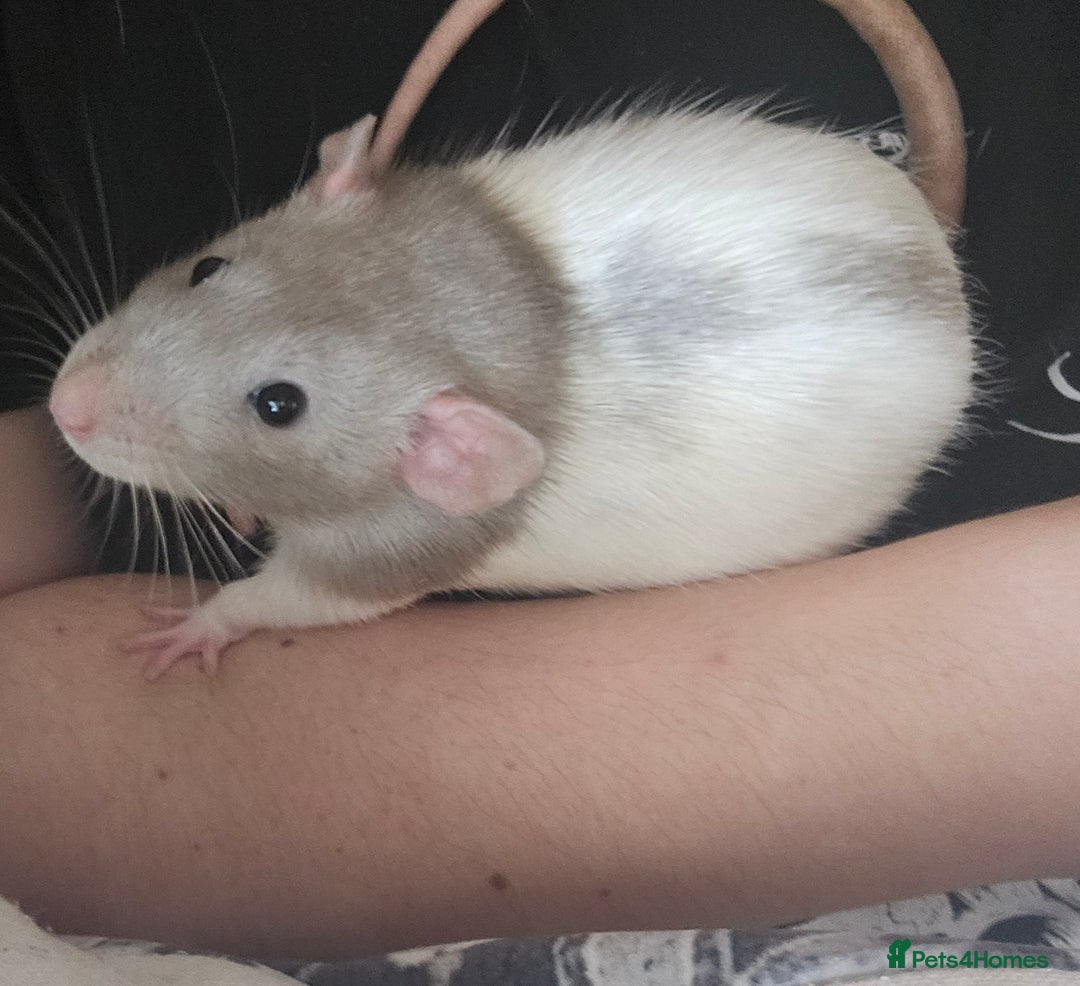 Rat rodents for sale: Rats  - Image 17