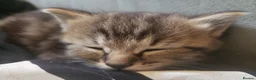 Mixed Breed cats for sale: Beautiful Male Kittens  - Advert 9