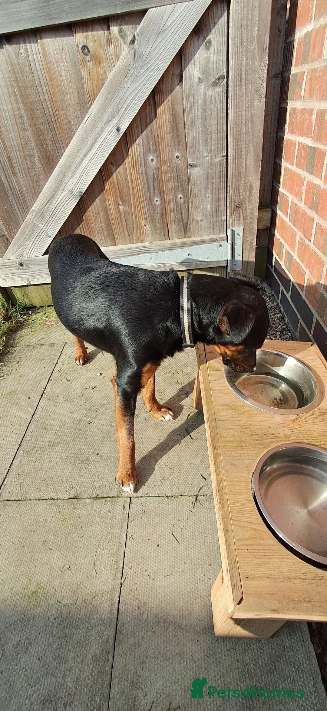 Mixed Breed dogs for sale: Lakelandterrier  - Advert 1