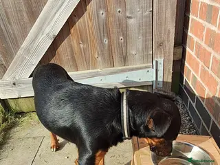 Mixed Breed dogs Lakelandterrier - Advert 1