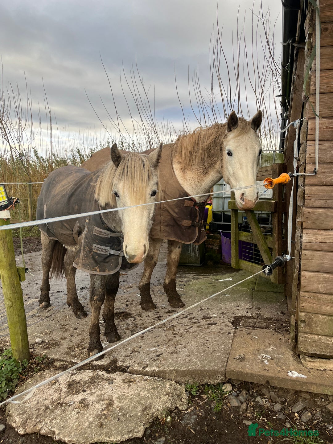 Appaloosa horses for sale: Cosmic Minstrel Gorgeous Gelding Rising 2 May 2026 - Advert 7