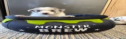 Border Collie dogs for sale: Stunning Purebred Border Collies - Advert 4