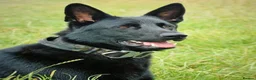 German Shepherd dogs for sale: German Shepherd Puppies - Advert 23