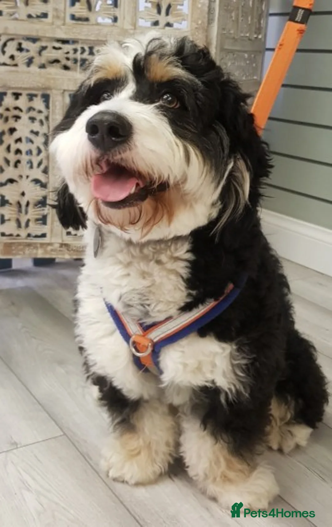 Mixed Breed dogs for stud: PROVEN Pure F1 Miniature Bernedoodle -Stud Offered in Saffron Walden - Advert 6