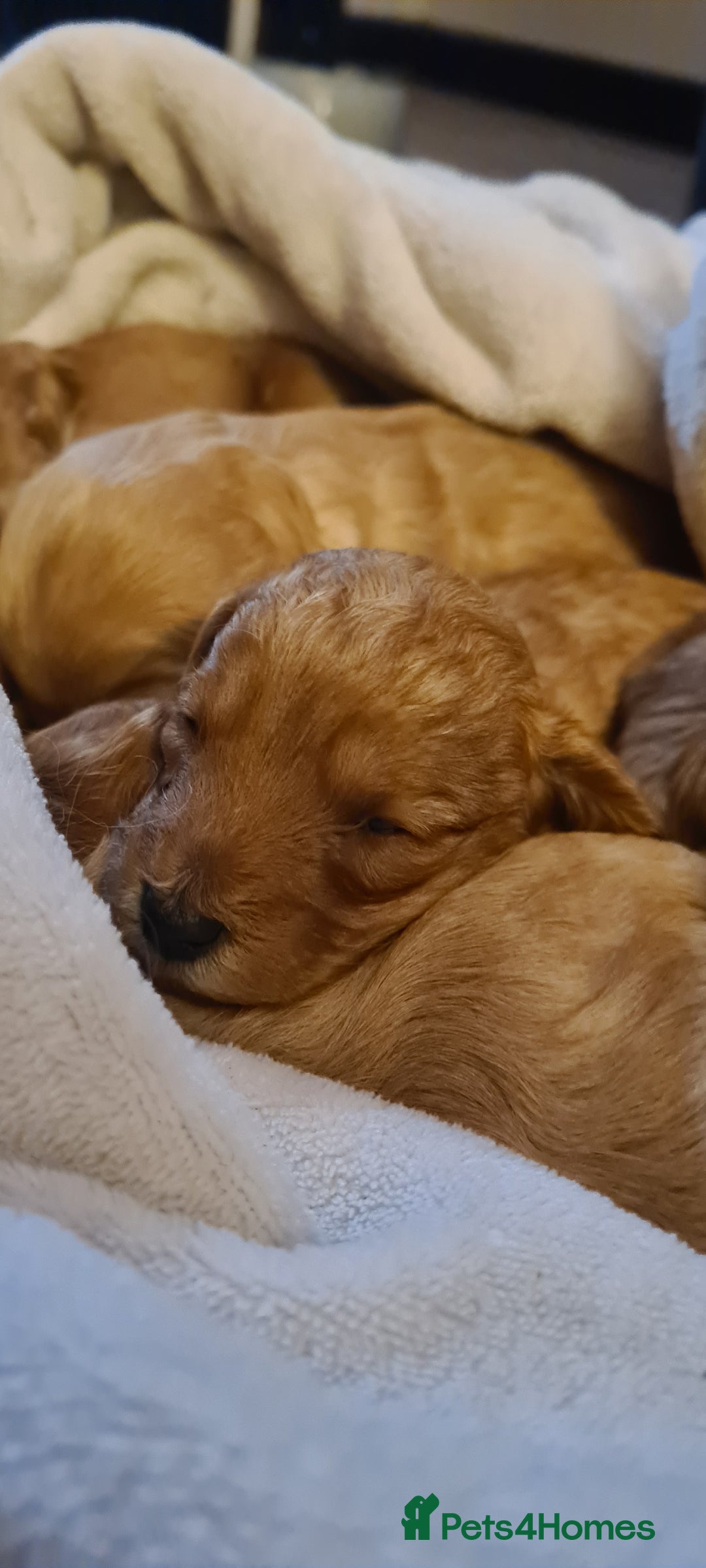 Mixed Breed dogs for sale: 5 Beautiful Cockapoo Girls ready  - Image 2