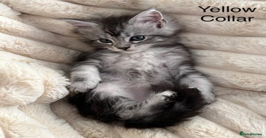Maine Coon cats - Advert 14