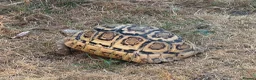 Tortoise reptiles for sale: Jeffrey and Dahma - Advert 7
