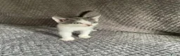 Domestic Shorthair cats for sale: Gorgeous Grey and White Kittens For Sale - Advert 13