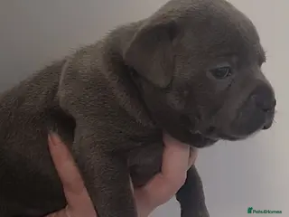 Staffordshire Bull Terrier dogs Bluebullz☆bullscaff☆5☆☆£2200☆ - Advert 10