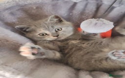 Scottish Fold cats for sale: Only 1 🐱 left.Scottish fold x BSH kittens - Image 8