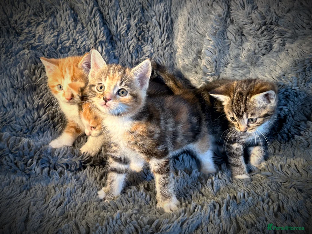 Mixed Breed cats for sale: 4 gorgeous, friendly kittens for sale - Advert 2