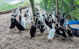 Ducks poultry for sale: Beautiful array of Indian runner ducks and drakes - Image 1