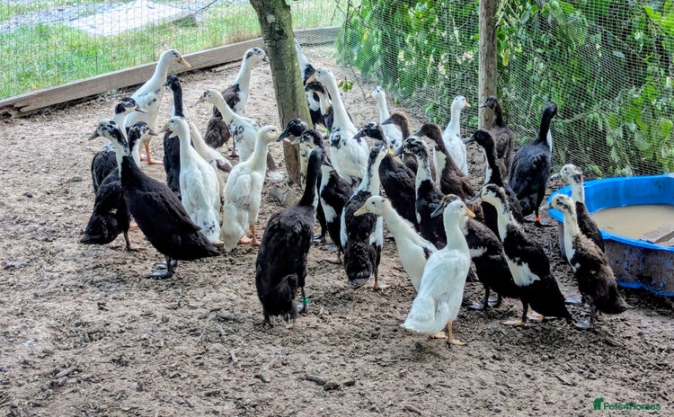 Ducks poultry - Advert 1