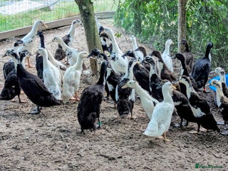 Ducks poultry - Advert 26