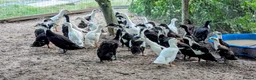 Ducks poultry for sale: Beautiful array of Indian runner ducks and drakes - Advert 1