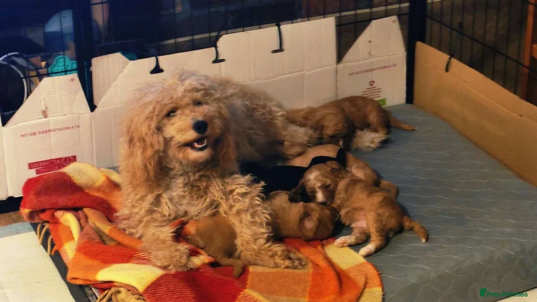 Mixed Breed dogs for sale: gorgeous cockacavapoochon for sale, !!LAST ONE!! - Advert 19