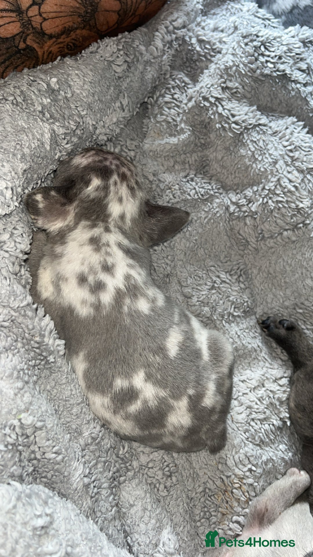 French Bulldog dogs for sale: Tri-colour Blue Merle Frenchie pups - Image 18