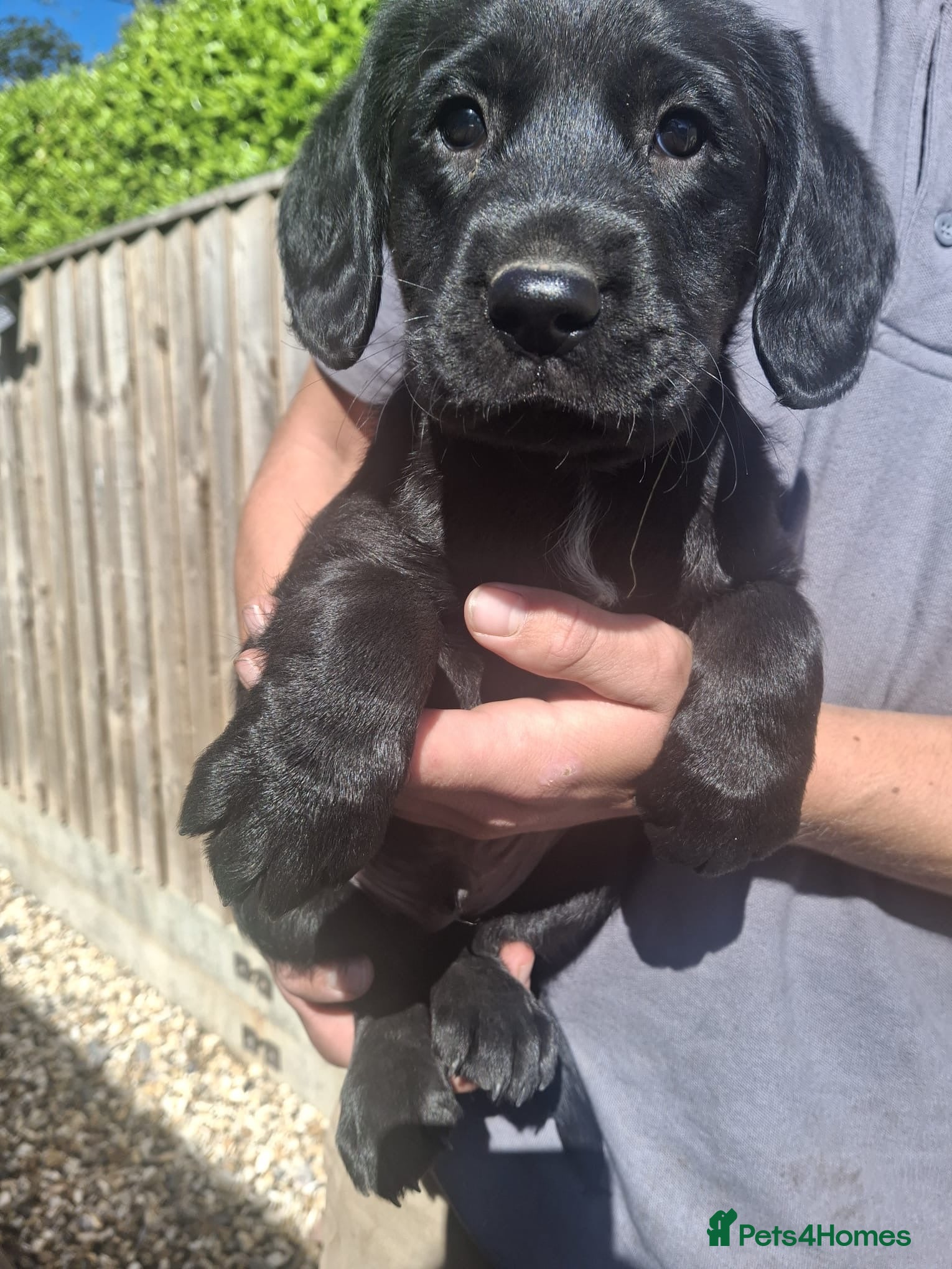 Cockerdor dogs 1 boy left Green boy 6 beautiful cockerdor puppies - Advert 1
