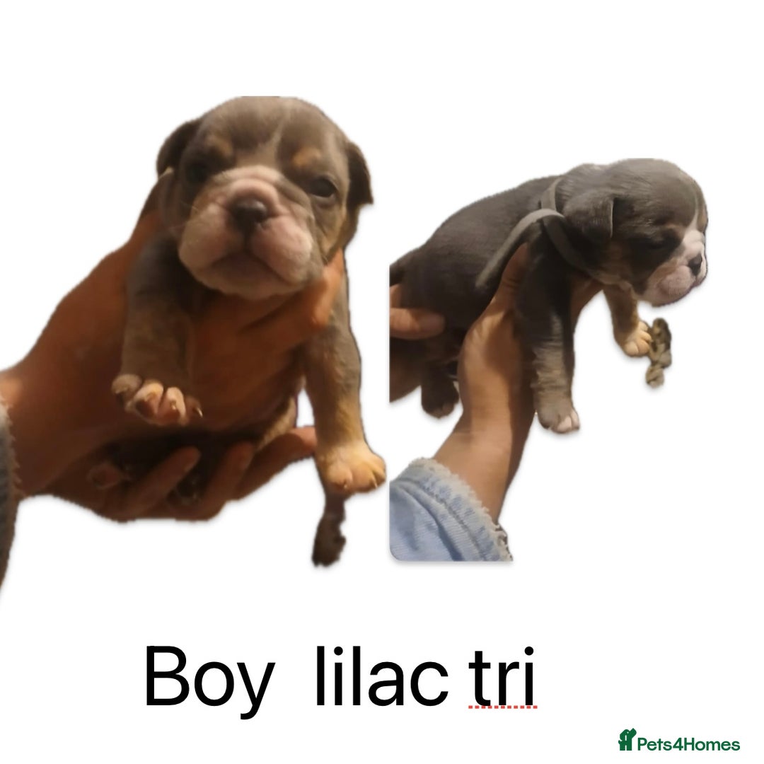 Olde English Bulldogge dogs for sale: NEBB REG OLDE ENGLISH BULLDOG  - Image 33