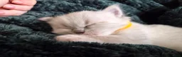 Ragdoll cats for sale: 2 Ragdoll Males South Lanarkshire in Glasgow - Advert 4
