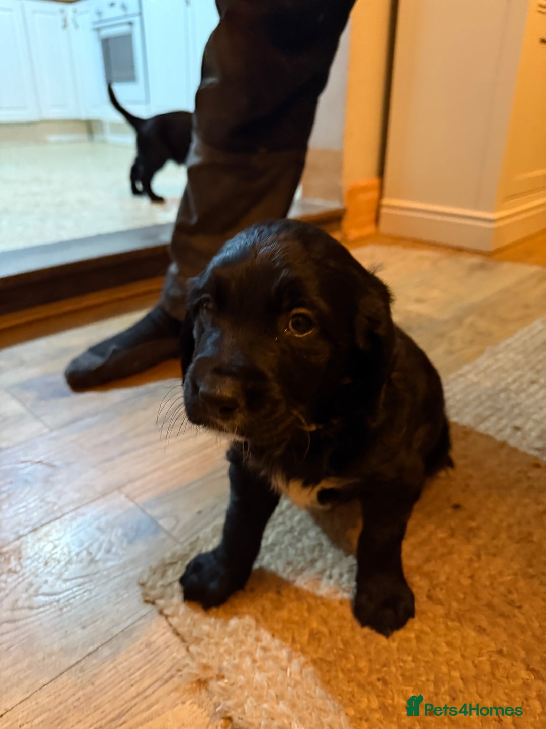 Mixed Breed dogs for sale: Golden Retriever cross Sprollies - Advert 22