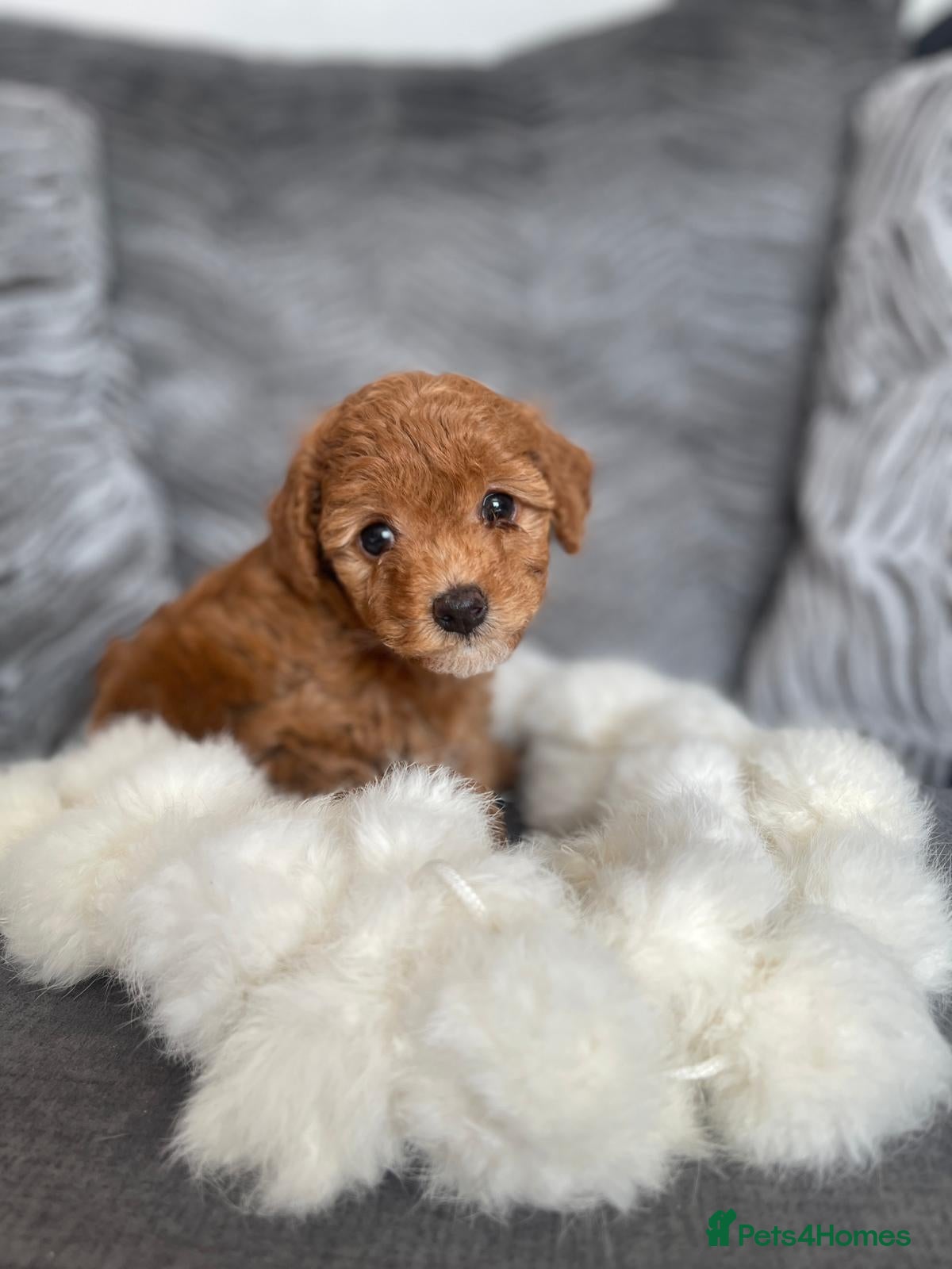 Cockapoo dogs 8 Week old Rare mini Cockapoo's READY NOW  - Advert 2