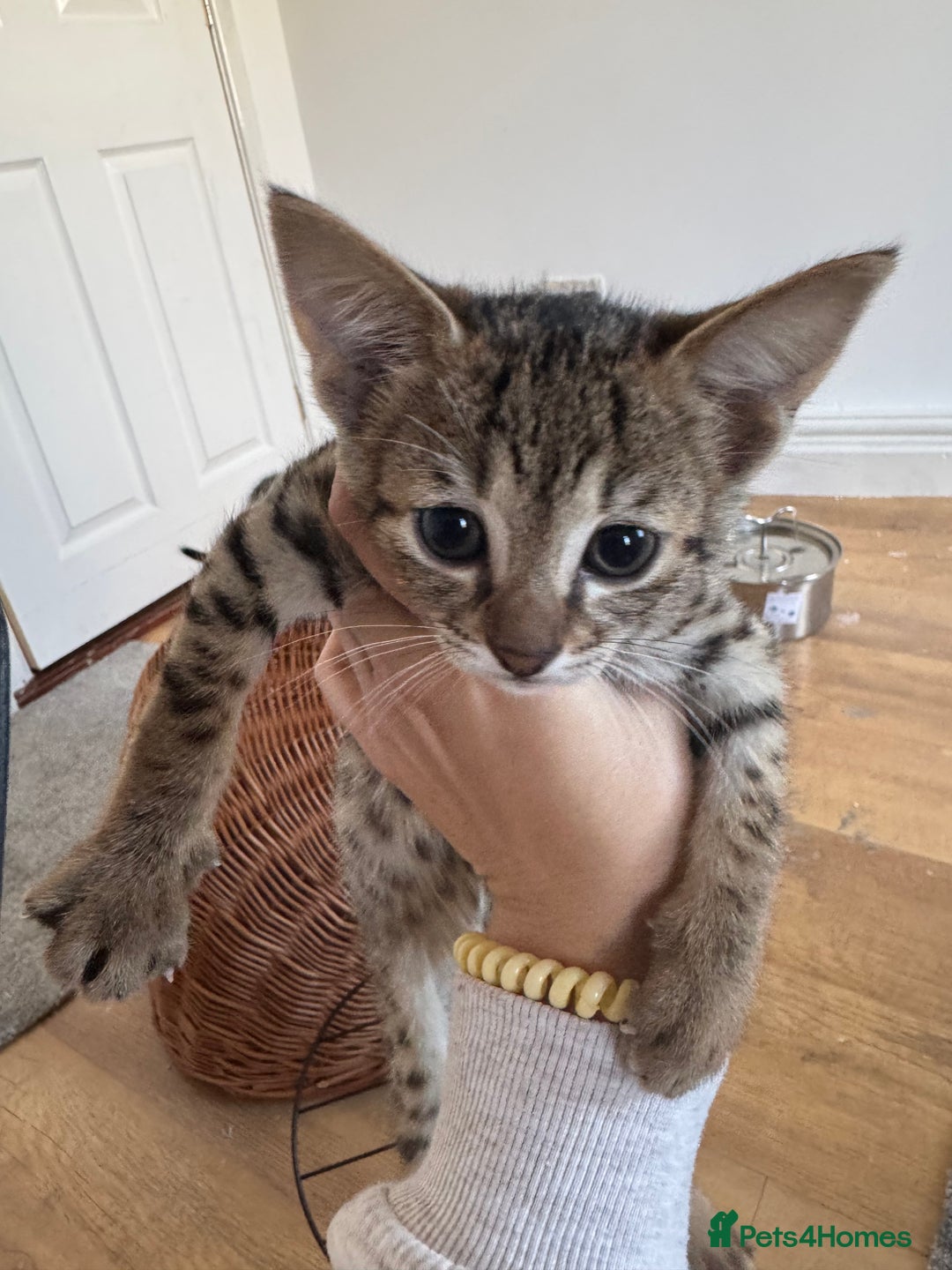 Savannah cats for sale: Savannah cross kittens ❤️ ready to leave in 2 wks! - Image 5