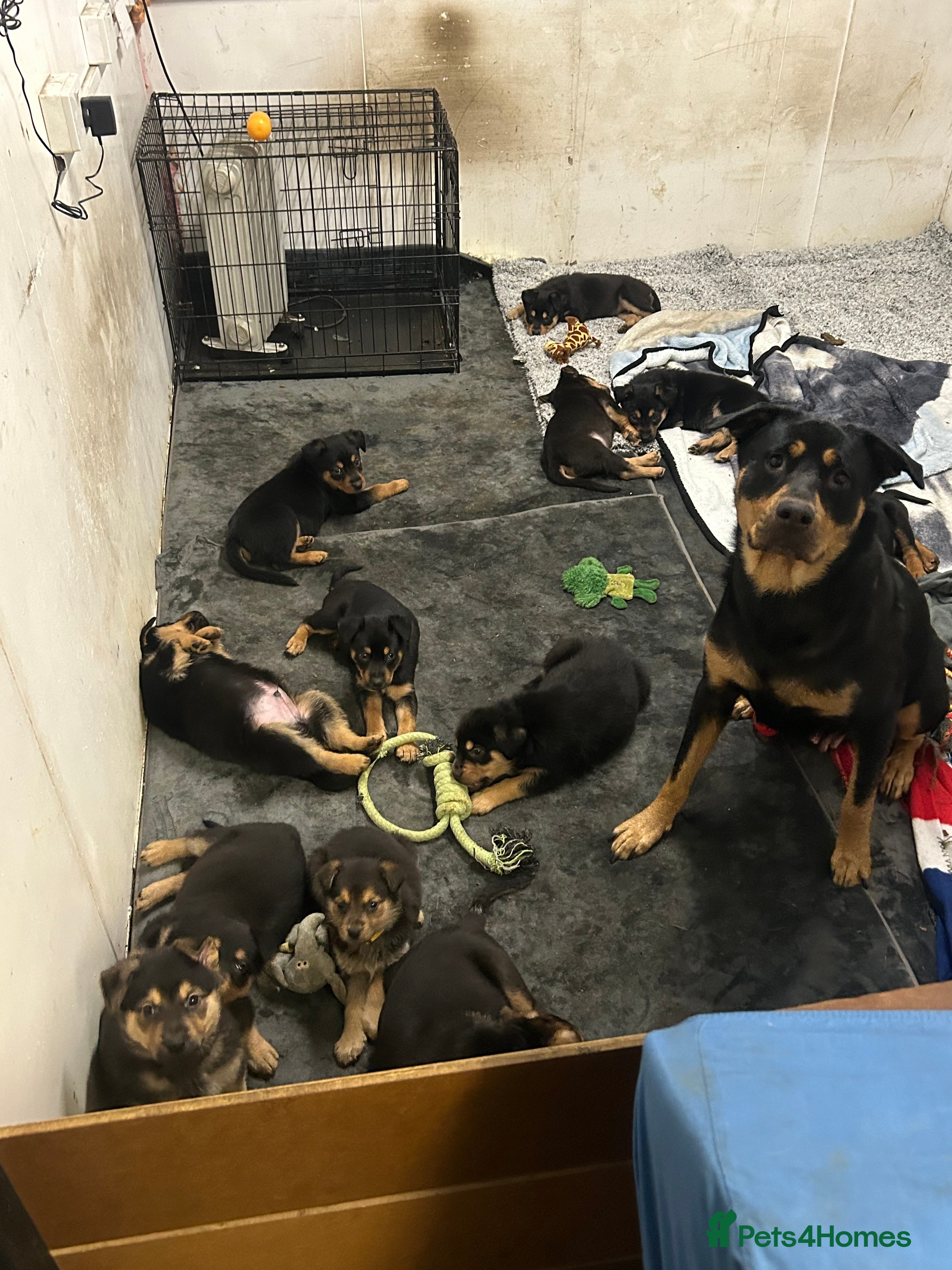 Mixed Breed dogs Swiss Shepherd Rottweiler mix - Advert 3