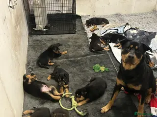 Mixed Breed dogs Swiss Shepherd Rottweiler mix - Advert 1