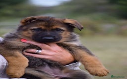 German Shepherd dogs for sale: Adorable big German Shepherd pups - Image 3