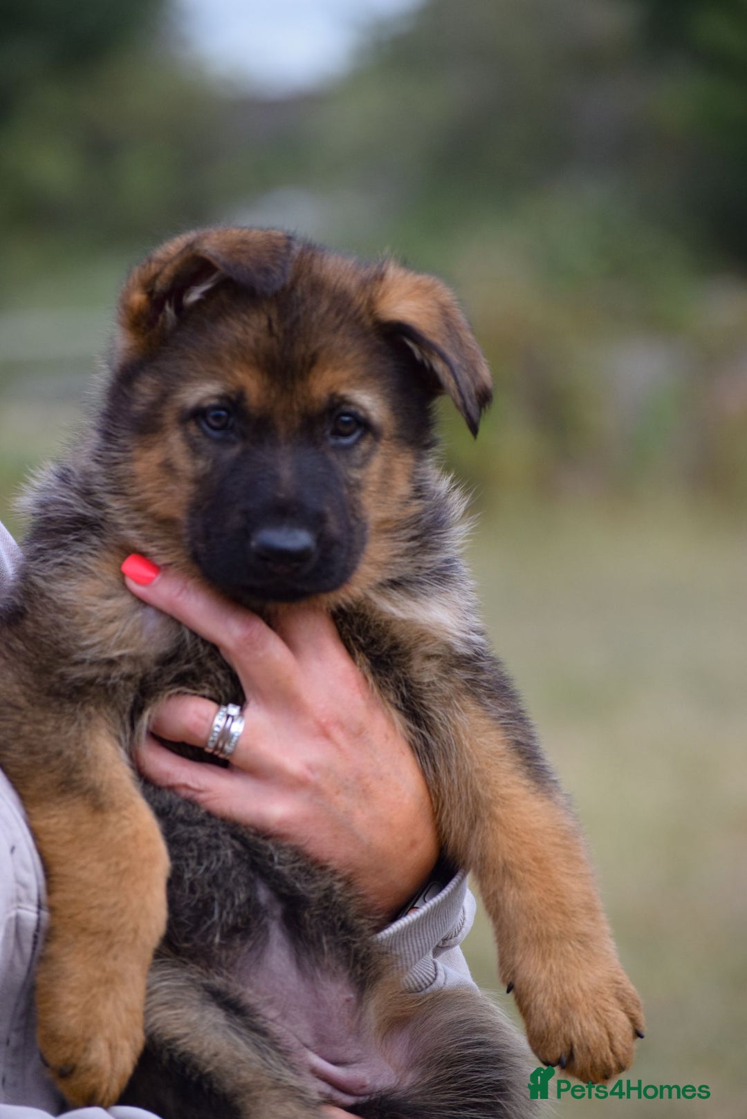 German Shepherd dogs for sale: Adorable big German Shepherd pups - Image 3