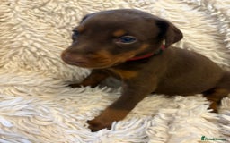 Dobermann dogs for sale: 12 stunning Doberman puppies - Image 11