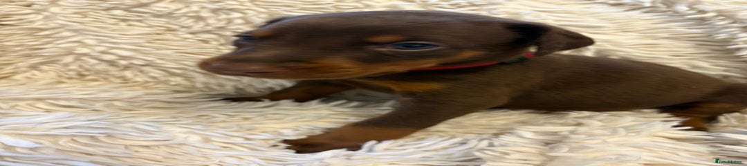 Dobermann Puppy 1 Red collar 