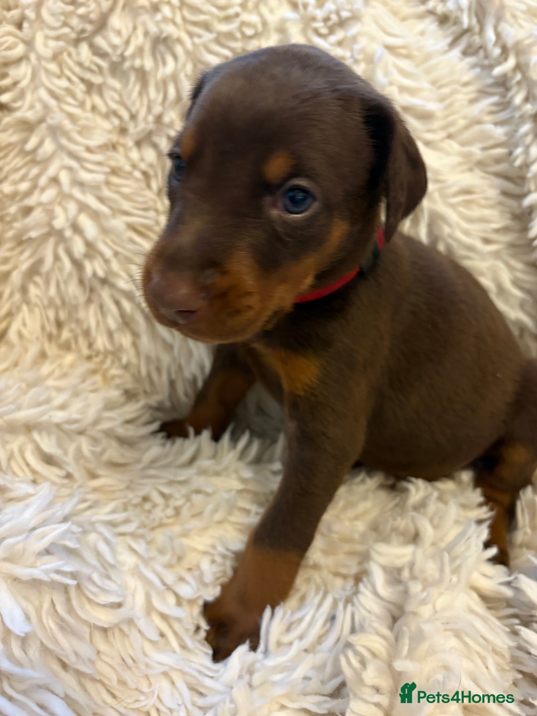 Dobermann dogs for sale: 12 stunning Doberman puppies - Image 11