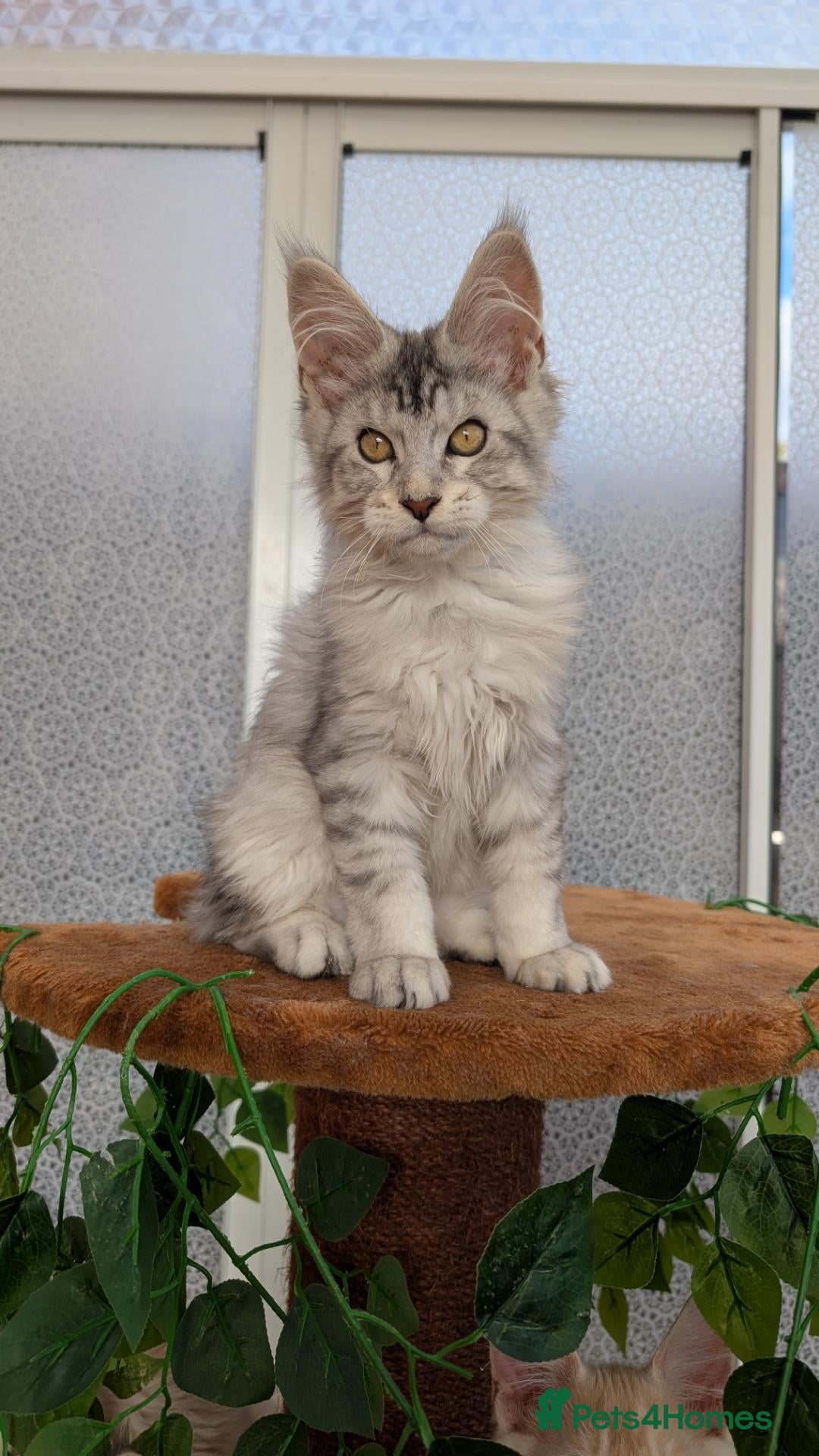 Maine Coon cats Stunning Tica registered Maine coon kittens - Advert 1