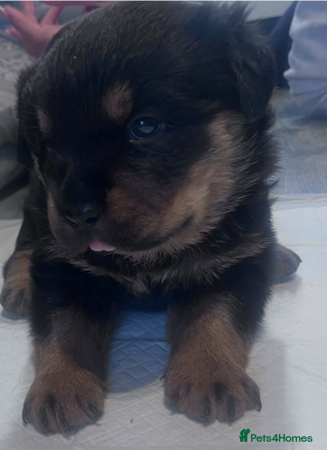 Rottweiler dogs for sale: Rottweiler puppies  - Advert 2