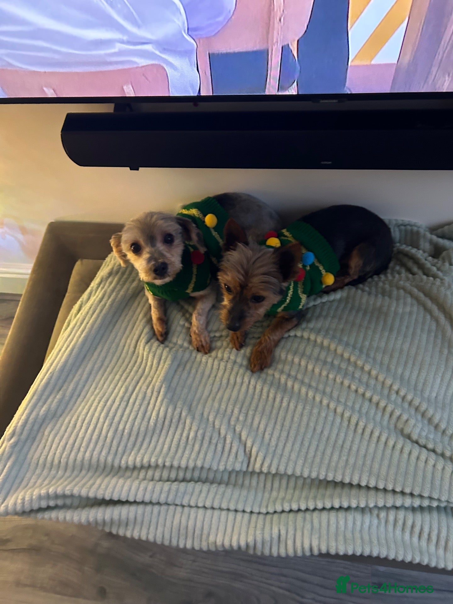 Morkie dogs Rehoming two morkies - Advert 8