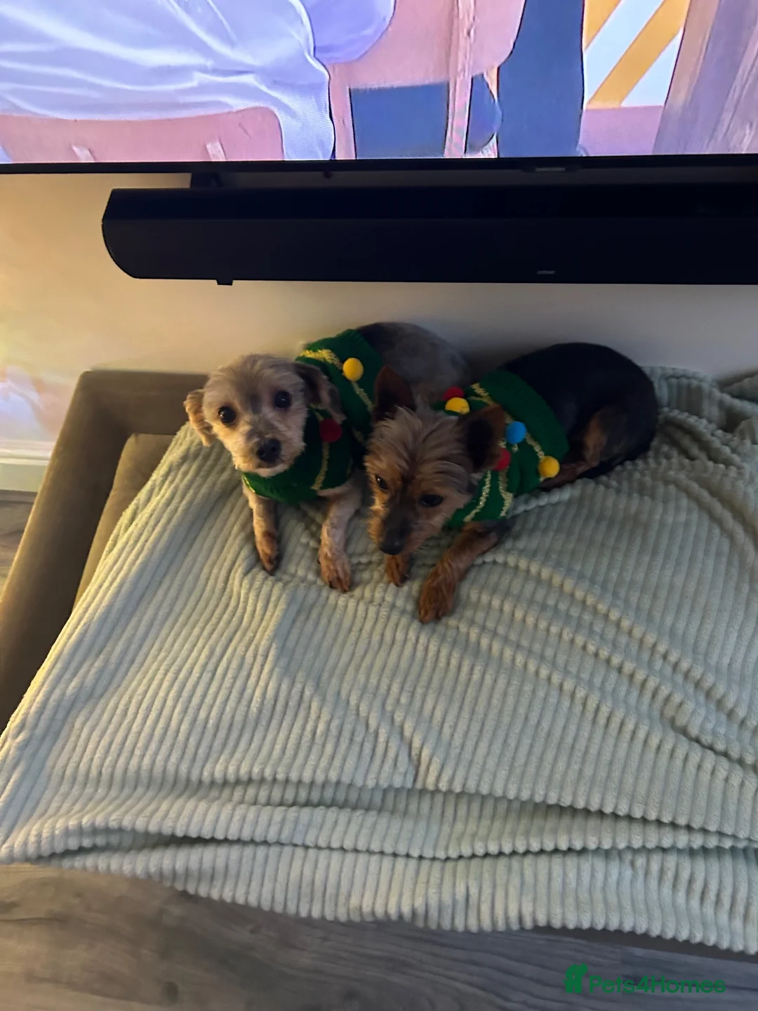 Morkie dogs for sale: Rehoming two morkies in Merthyr Tydfil - Advert 1