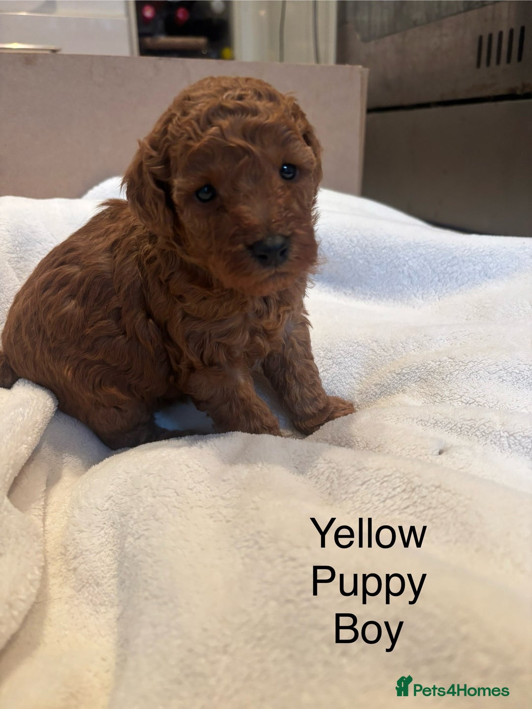 Miniature Poodle dogs for sale: KC Registered red miniature poodles  - Advert 26