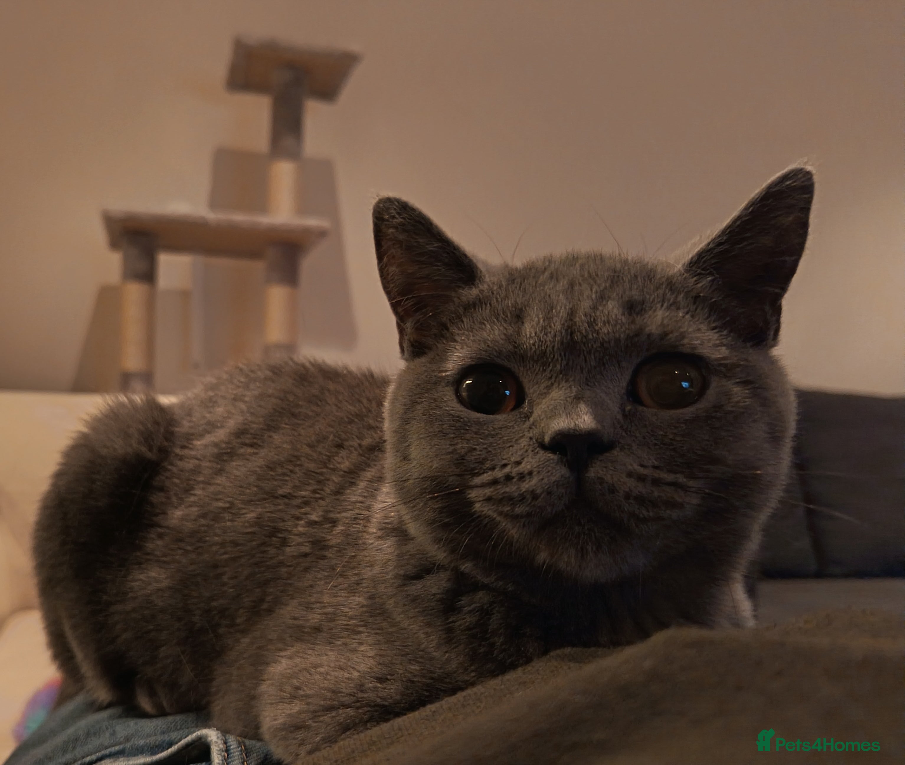 British Shorthair cats British Shorthair Female - Advert 16