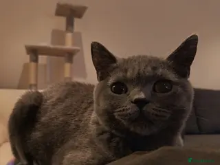 British Shorthair cats British Shorthair Female - Advert 16