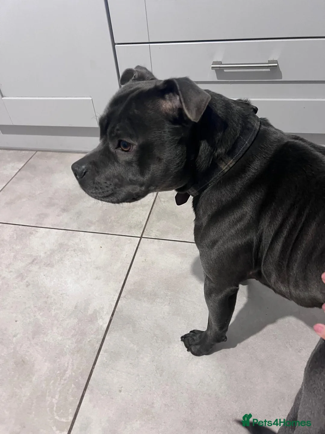 Staffordshire Bull Terrier dogs for stud: Blue Staffy 3 Years Old - Advert 5