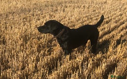 Labrador Retriever dogs for stud: One-Off Stud Opportunity. KC checked & registered - Image 4