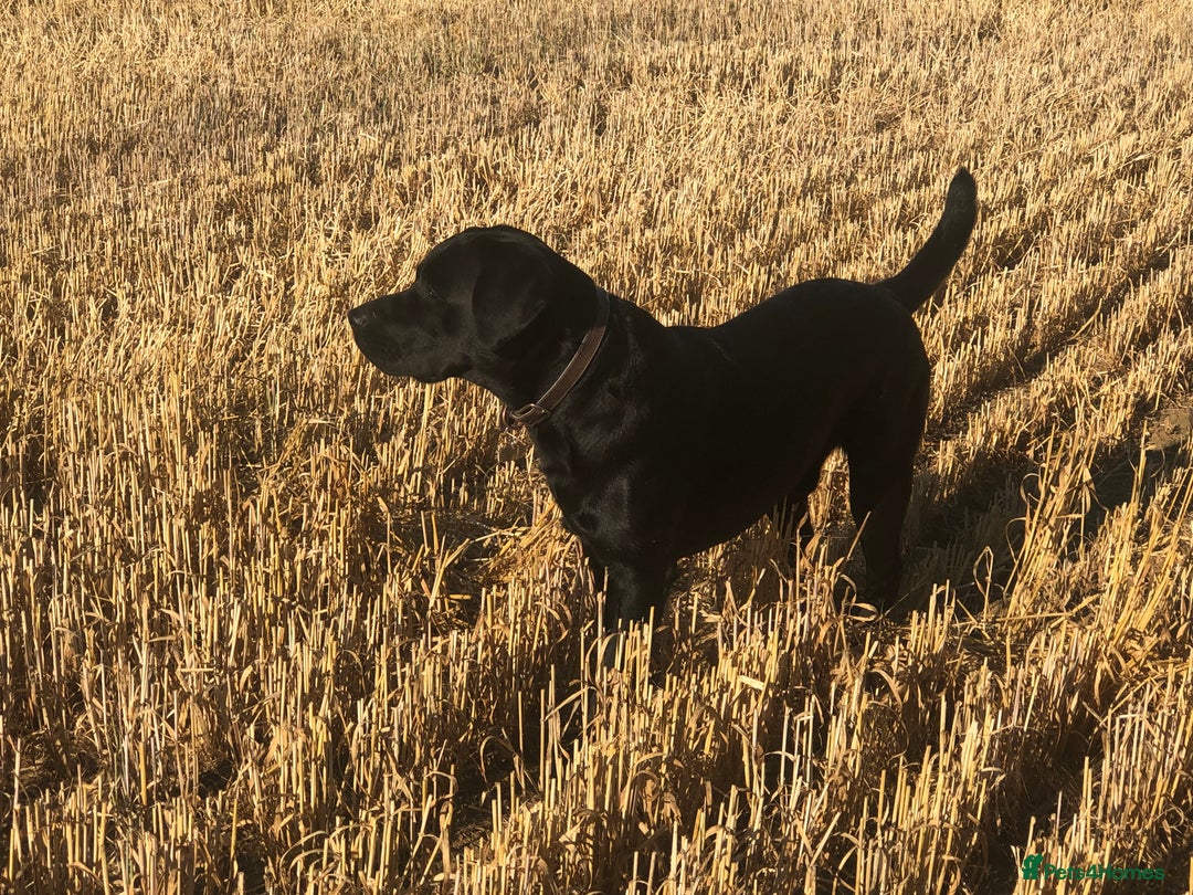Labrador Retriever dogs for stud: One-Off Stud Opportunity. KC checked & registered - Image 4