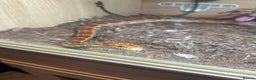 Corn Snake reptiles for sale: Corn Snakes x2 - Advert 2