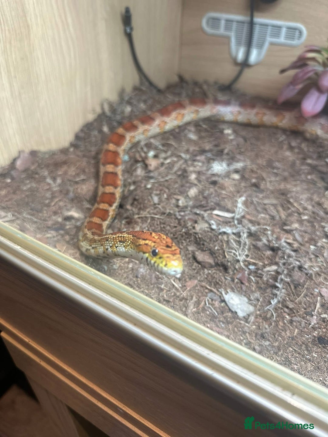 Corn Snake reptiles for sale: Corn Snakes x2 - Advert 2